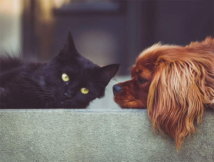 Cat & Dog Care